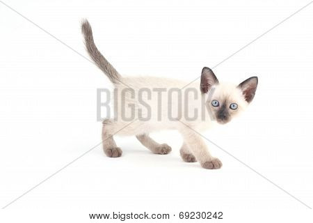 Baby A Thai Kitten Is A Traditional Or Old-style Siamese Kitten