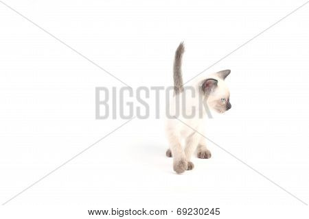 Baby A Thai Kitten Is A Traditional Or Old-style Siamese Kitten