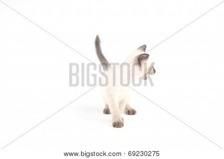 Baby A Thai Kitten Is A Traditional Or Old-style Siamese Kitten