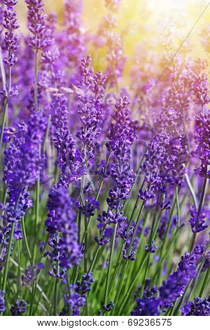 Detail of garden lavender flowers