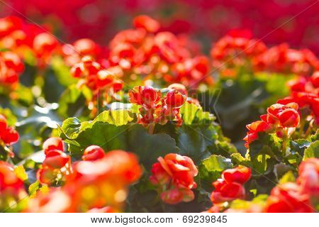 Beautiful background of flowers big begonias