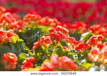 Beautiful background of flowers begonias