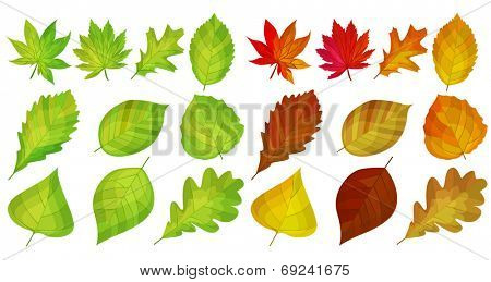 Set with different autumn land summer eaves.