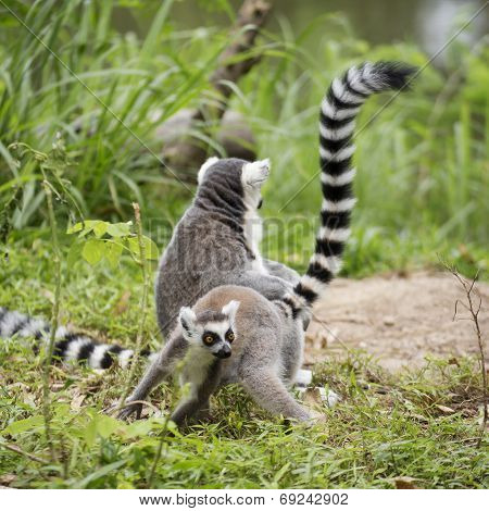 Ring-tailed Lemur Sitting