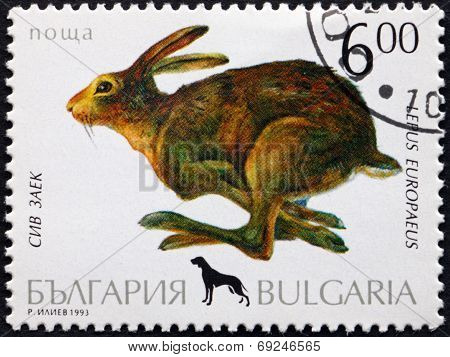 Postage Stamp Bulgaria 1993 European Hare