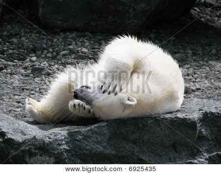 Polar Bear at have det sjovt
