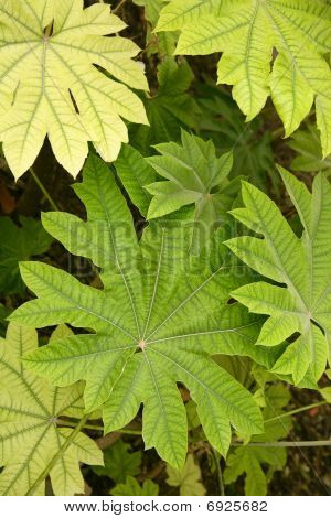 Arálie papirifera nechává podrobnosti Araliaceae z Číny makra