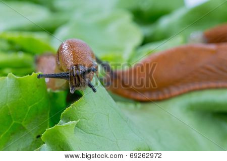 a slug in the garden eating a lettuce leaf. snail invasion in the garden