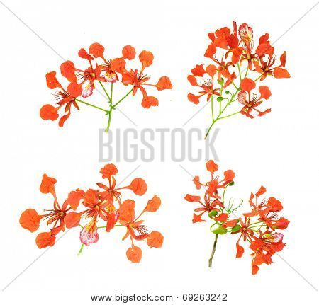 Peacock flowers