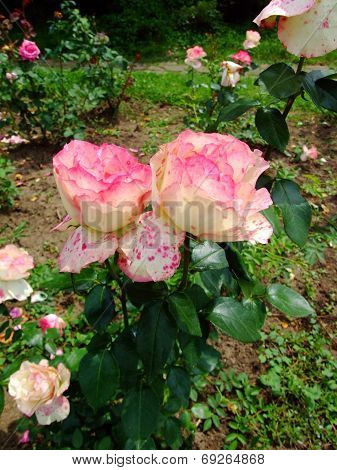 Baronne Edmond De Rothschild Rose