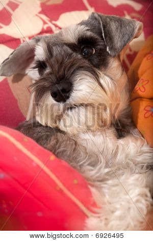 Schnauzer จิ๋ว