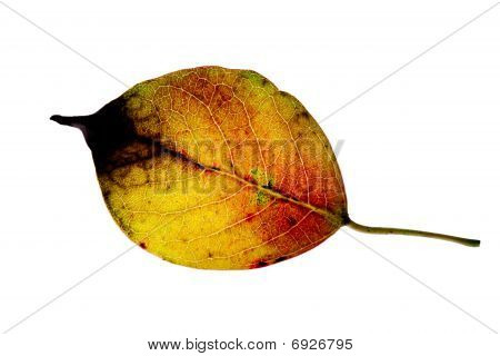 ใบไม้ธรรมชาติภายใต้เคลือบแยกต่างหาก มีสีขาว