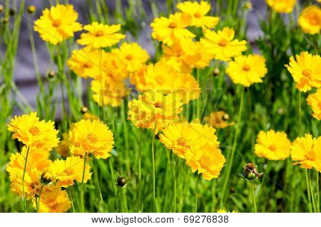Coreopsis Lanceolata