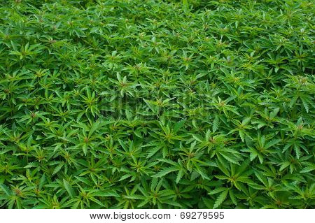 Young cannabis