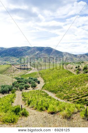 Vineyars i Douro