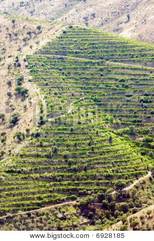 Vineyars i Douro
