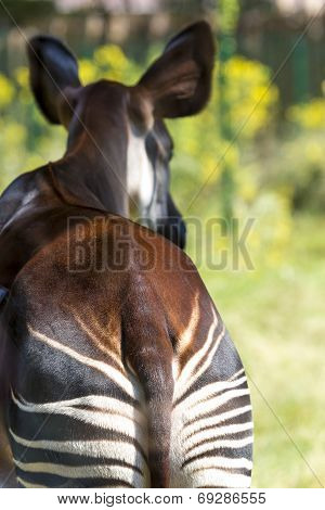 Okapi