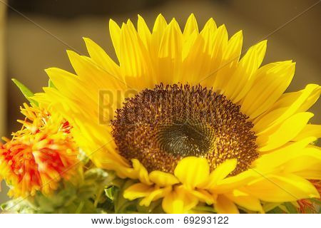 Yellow Sunflower