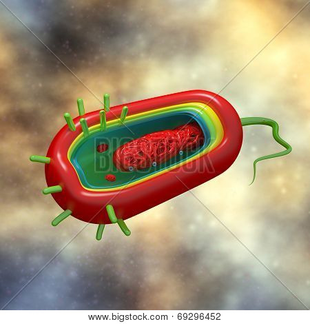 Cholera Cell Anatomy - in fluid