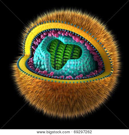 Herpes Simplex Cell - isolated on black