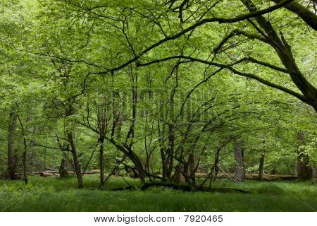 ร่มผลัดใบยืน Bialowieza ป่าใน Springtime