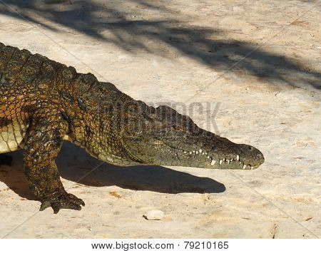 Crocodile