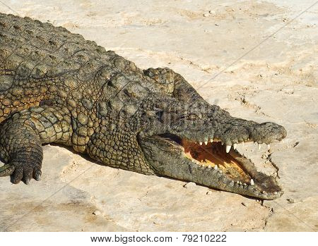Crocodile