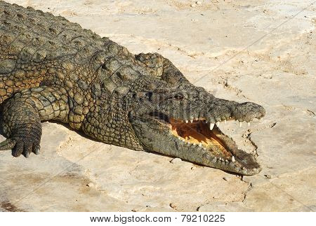 Crocodile