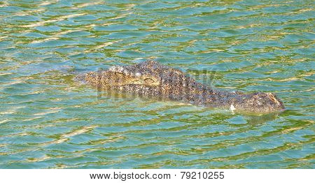 Crocodile