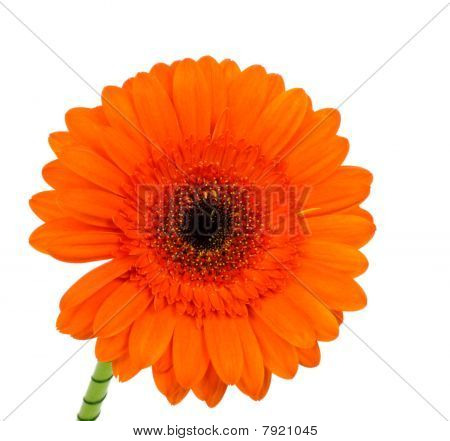 เยอบีร่า