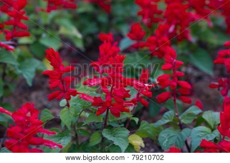 Beautiful Red fresh flowers in the garden