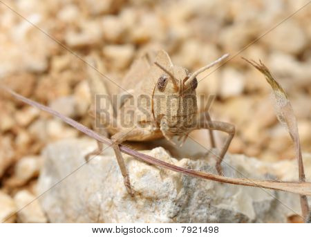 Saltamontes