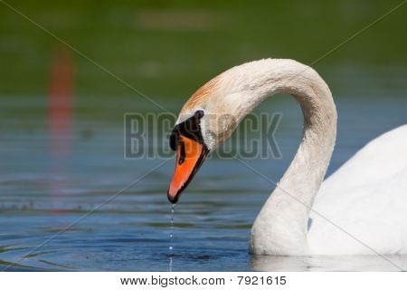 Un beau Cygne tuberculé dans un étang