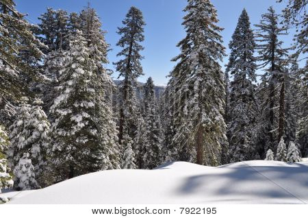 Bosque Nevado