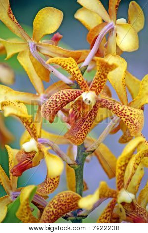 Kleuren van het eiland Borneo. Orchideeën van hoge-bergachtige regenwouden.