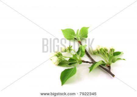 Twig ของต้นแอปเปิ้ลกับดอกไม้