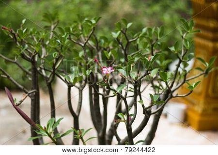 Adenium Obesum (desert Rose; Impala Lily; Mock Azalea) In Garden