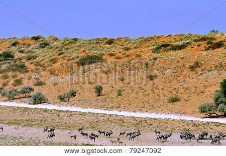 Gemsbok Against Sand Dune With Blue Sky