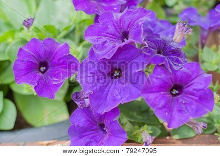 Violet Petunia Or Petunia Hybrida Vilm