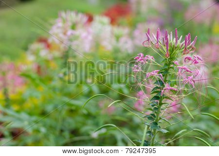 Cleome Hassleriana Or Spider Flower