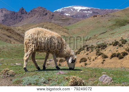 Sheep In The Mount Atlas