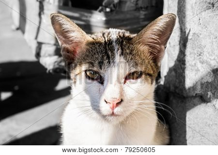 Mr.Cat