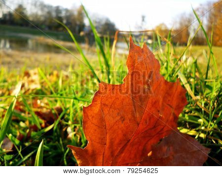 Autumn leaf