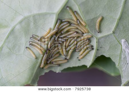 Larvas en la hoja.