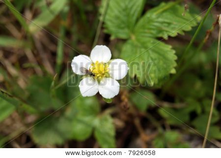 White flower of wild strawberry
