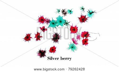 Silver Berry Micrograph