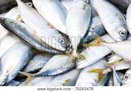 Fresh Raw Mackerel Fish In Market.