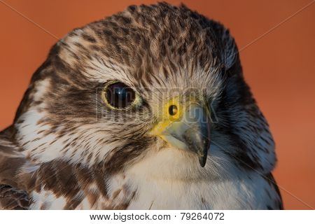 Saker Falcon (Falco cherrug)