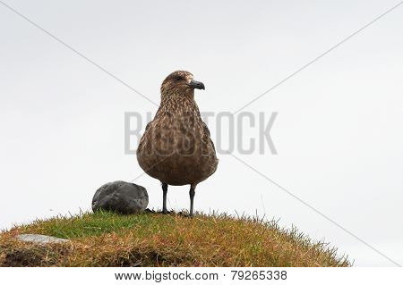 Seagull in Iceland