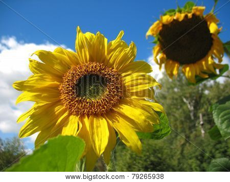 Sunflower